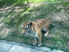 -北京野生动物园