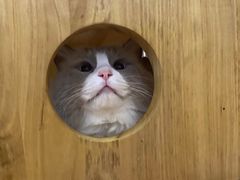 -猫にゃん · 猫的隐藏屋猫咖(麦地旗舰店)