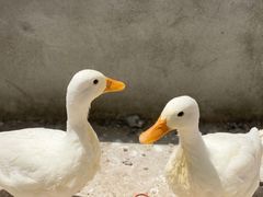 -前小桔亲子创意农场·草莓采摘·露营烧烤