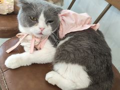 -共舞时光猫咖·狗咖(新街口店)