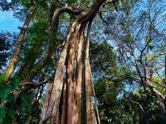 -瑞丽独树成林风景区