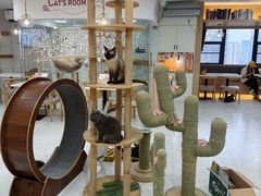 -喵园·猫主题咖啡厅·撸猫·猫咖(国贸店)