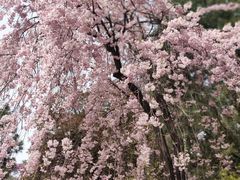 -西安青龙寺遗址景区