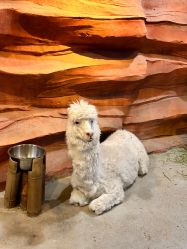 -酷嗒动物文化乐园(cutezoo西溪乐天城店)