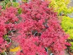 -龙大花卉苗木市场