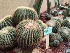 -正佳雨林生态植物园