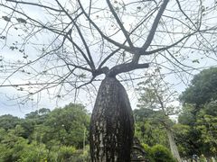 -华南国家植物园-售票处