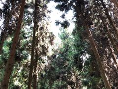 -武陵山森林公园