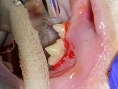 -北京赛佳动物医院