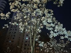 -燕儿岛山公园