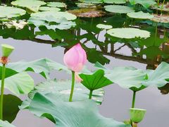 -荷塘月色湿地公园·向阳花洲