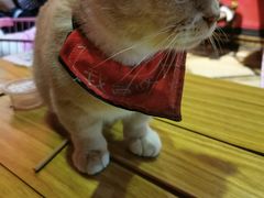 -猫色咖啡·猫咖