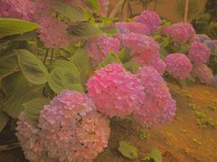 -白鹭湾湿地公园