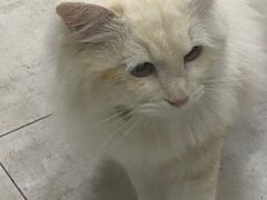 -思琪宠物医院(昆山花桥店)
