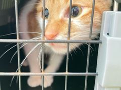 -爱诺耐芙动物医院(万博店)