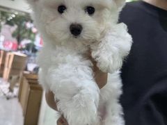 -唐小姐の猫狗洗护·购宠旗舰店(周浦万达店)