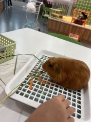 -Moni星球萌宠·小马宝莉·灵蛇·高端高阶全萌宠互动体验俱乐部(红豆国际广场店)