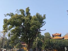 -长春观