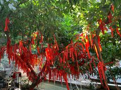 -小洲村