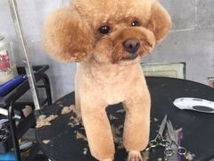 -萌萌喵宠物(百水芊城阅水坊店)