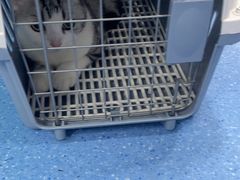 -天使宠物医院·犬猫分诊(彩虹店)