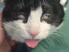 -伟伟宠物医院·CT影像中心·瑞派犬猫综合性门诊(汉口总院)