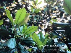 -上海崇明金茂凯悦酒店