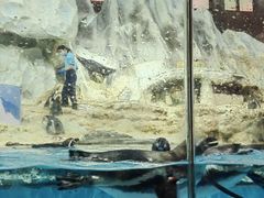 -帝企鹅自助餐厅•儿童岛•真企鹅(长隆企鹅酒店)