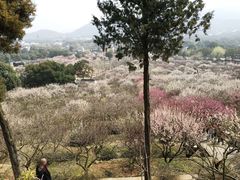 -香雪海