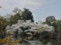 -西湖外事游船(花港观鱼码头)