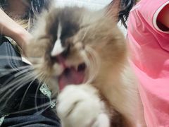 -平行世界·猫咖(首经贸店)