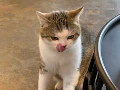 -喵屿·大理花园猫咖