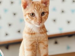 -Cappucimeow猫咪咖啡馆(韦伯时代店)