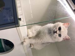 -lincat·猫舍(广州店)