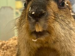 -怪兽屋·羊驼·猫咖·狗咖(俊华广场店)