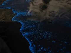 -阿弟特色海鲜餐厅·大排档(平潭店)