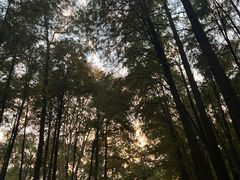 -上海共青森林公园