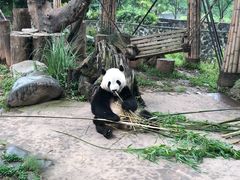 -都江堰中华大熊猫苑