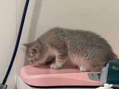 -佳雯宠物医院·皮肤科·内外科(春晓路分院)