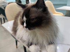 -安格丽娜·狗咖·猫咖羊驼咖(春熙路百盛商场店)