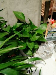 -梵创造型