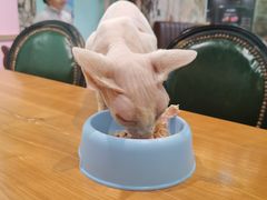 -猫小院猫主题餐厅(三里屯店)