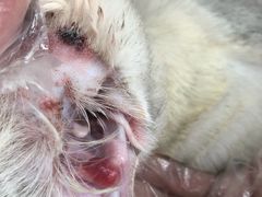 -宠爱国际动物医院· 猫科· 外科·中兽医(长白店)