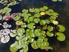 -莲花池公园