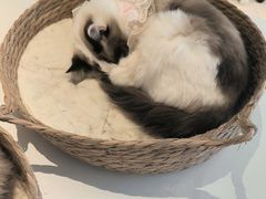 -怪兽屋·羊驼·猫咖·狗咖(俊华广场店)