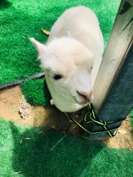 -萌宠亲子动物乐园(槐房万达店)