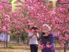 -天适樱花悠乐园