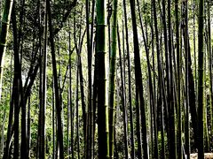 -上海佘山国家森林公园天马山园