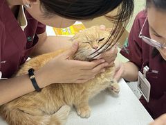 -瑞派康怡24h宠物医院·犬猫医疗中心·微创绝育(瑞景分院)