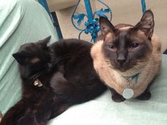 -Sirena海妖日咖夜酒